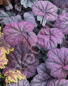 Heuchera villosa 'Midnight Bayou'